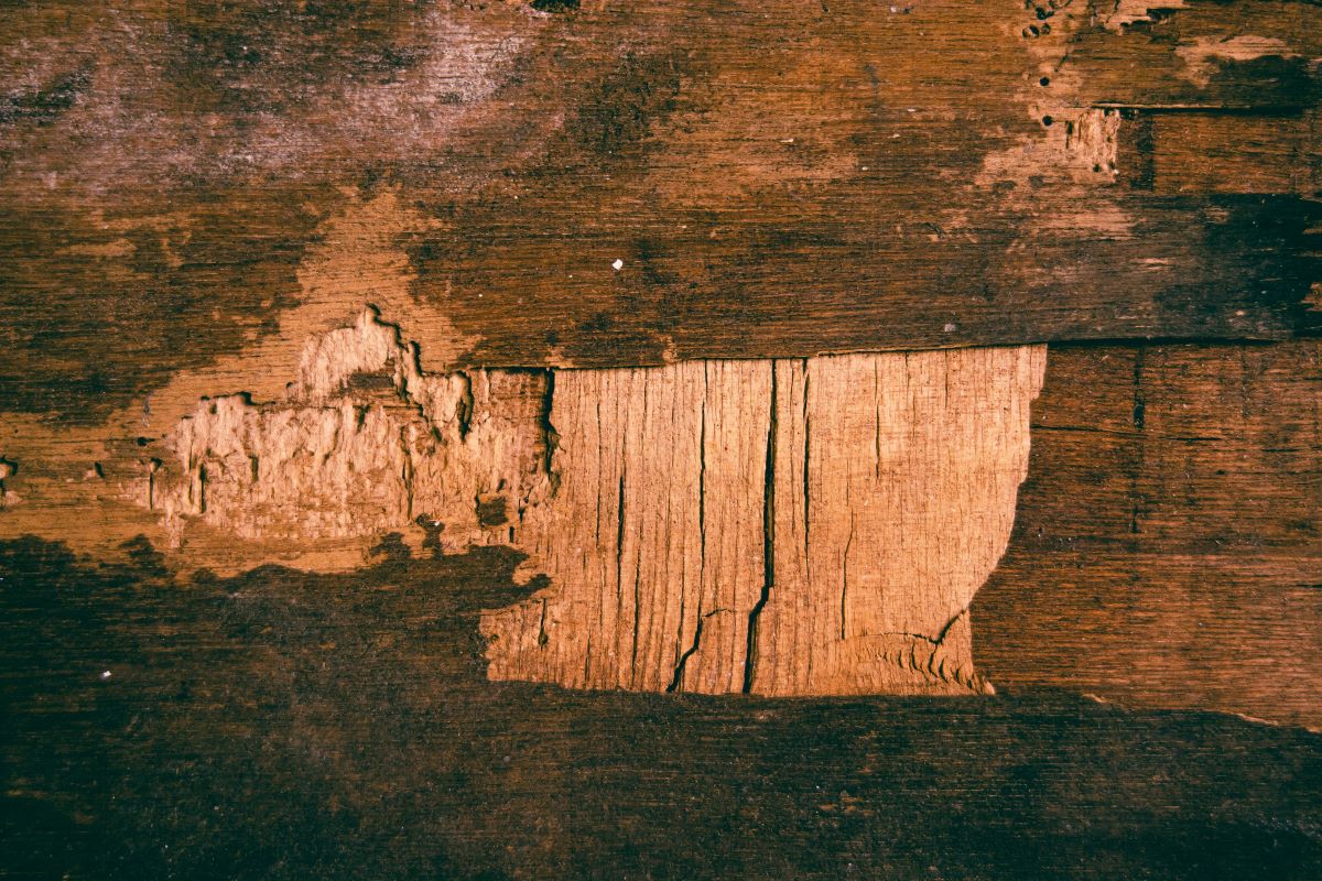 close-up of termite damage