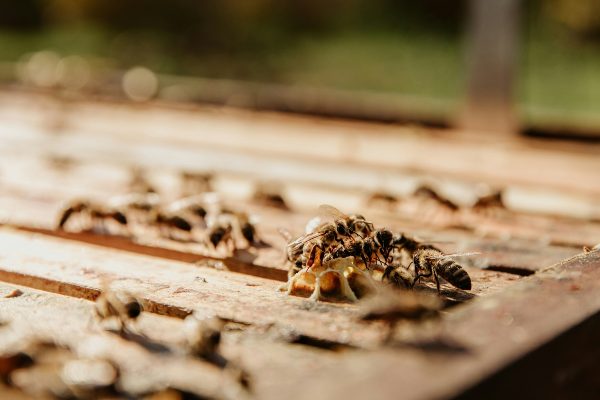 close-up of termites